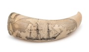 A scrimshaw whale's tooth with tall ship portrait in cartouche, signed Jesper, Albany, 1989, 14cm long
