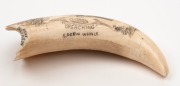 RENE DAVIDSON of Eden, New South Wales (Two Fold Bay), vintage scrimshaw whale's tooth with whaling scene titled "Breaching Sperm Whale", signed "Rene Davidson".&nbsp; Note: gift from Davidson to the current vendor 13cm high - 3