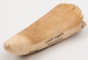 RENE DAVIDSON of Eden, New South Wales (Two Fold Bay), vintage scrimshaw whale's tooth with whaling scene titled "Breaching Sperm Whale", signed "Rene Davidson".&nbsp; Note: gift from Davidson to the current vendor 13cm high - 4