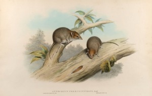 JOHN GOULD (1804-1881), Antechinus&nbsp;Ferruginifrons, hand-coloured engraving, explanatory page verso, 35 x 54cm, 58 x 75cm overall