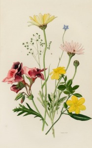 ELSIE MARGARET STONES (1920 - 2018), (Australian Native Flowers), Ink and watercolour on paper, signed lower right "E. Margaret Stones", 26 x 18cm, 58 x 45cm overall