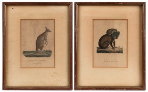 Two antique French coloured engravings: I.) Le Kangourou rouge, II.) Le Koala, ​​​​​​​17 x 12cm, 31 x 24cm each overall