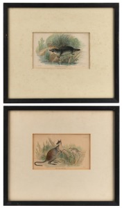 Two antique coloured engravings of a platypus&nbsp;and wallabies, 19th century, ​​​​​​​10 x 15cm each, 27 x 37cm each overall
