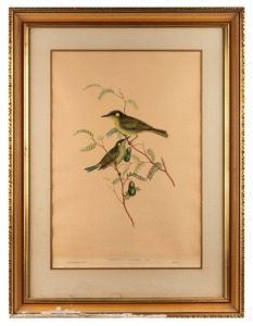 JOHN GOULD (1804-1881), Ptilotis Notata, hand-coloured engraving, 51 x 36cm, 73 x 54cm overall