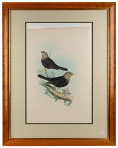 JOHN GOULD (1804-1881), Merula Poliocephala, hand-coloured engraving, descriptive page verso, 53 x 34cm, 75 x 59cm overall. PROVENANCE: The Professor Stephen Bartos Collection, Canberra.