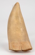 A scrimshaw whale's tooth with tallship&nbsp;portrait, ​​​​​​​16cm high. - 2