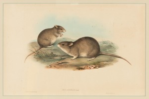 JOHN GOULD (1804-1881), Mus, Assimilis, hand-coloured engraving, explanatory page verso, 35 x 54cm, 58 x 75cm overall