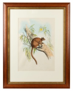 JOHN GOULD (1804-1881), Dendrolagus Inustus (Tree Kangaroo), hand-coloured lithograph, 50 x 34cm, 80 x 62cm overall