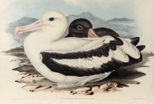 JOHN GOULD (1804-1881), group of seven gulls and albatross, hand-coloured lithographs, only one example with descriptive page verso, sheet size approximately 37 x 54cm