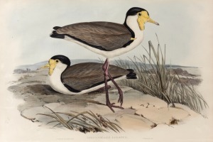 JOHN GOULD (1804-1881), I.) Anseranas Melanoleuca (Magpie Goose), II.) Lobivanellus Lobatus, III.) Cladorhynchus Pectoralis, hand-coloured lithographs, sheet size approximately 37 x 54cm (note: one example trimmed)