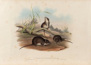 JOHN GOULD (1804-1881), five native rats, hand-coloured lithographs, four examples with descriptive page verso, sheet size approximately 37 x 54cm