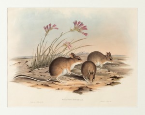 JOHN GOULD (1804-1881), Hapalotis Mitchellii&nbsp;(Mitchell's Hapalotis), hand-coloured lithograph, descriptive page verso, 34 x 45cm, 65 x 75cm overall