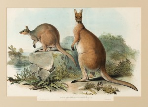JOHN GOULD (1804-1881), Osphranter Antilopinae (Red Wallaroo), hand-coloured lithograph, descriptive page verso, 34 x 49cm, 57 x 75cm overall