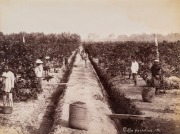 GUSTAVE RICHARD LAMBERT SINGAPORE & MALAYA IMAGES: albumen paper prints, circa 1880s, photographer&rsquo;s blind stamp on image lower right, all titled in the plate, approx. 20.5 x 27.5cm. (6). Titles "Entrane to Cairnhill, S'pore", "Sago Plantation; "Coffee P