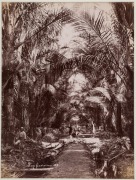GUSTAVE RICHARD LAMBERT SINGAPORE & MALAYA IMAGES: albumen paper prints, circa 1880s, photographer&rsquo;s blind stamp on image lower right, all titled in the plate, approx. 20.5 x 27.5cm. (6). Titles "Entrane to Cairnhill, S'pore", "Sago Plantation; "Coffee P - 3