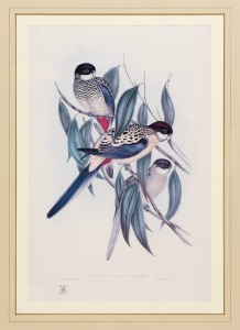(after) JOHN GOULD (1804-1881), Platycercus&nbsp;Brownii, museum facsimile print, with blind embossed seal lower left, ​​​​​​​54 x 35cm, 83 x 64cm overall.