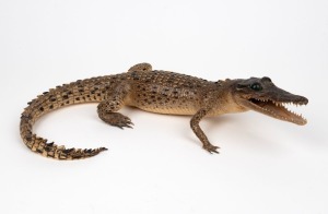 SALT WATER CROCODILE, taxidermied juvenile example, ​​​​​​​41cm long