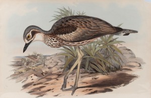 JOHN GOULD (1804-1881), six assorted birds, hand-coloured lithographs, five examples with descriptive pages verso, sheet size approximately 36 x 54cm