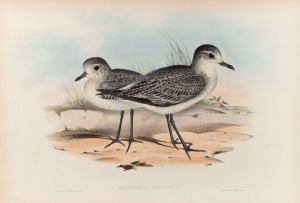 JOHN GOULD (1804-1881), five assorted birds, hand-coloured lithographs, all with descriptive page verso, sheet size approximately 37 x 54cm