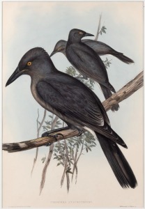 JOHN GOULD (1804-1881), five assorted birds, hand-coloured lithographs, three examples with descriptive page verso, sheet size approximately 37 x 54cm