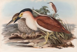 JOHN GOULD (1804-1881), six assorted birds, hand-coloured lithographs, sheet size approximately 37 x 54cm