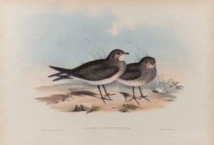 JOHN GOULD (1804-1881), six assorted birds, hand-coloured lithographs, all with descriptive page verso, ​​​​​​​sheet size approximately 37 x 54cm