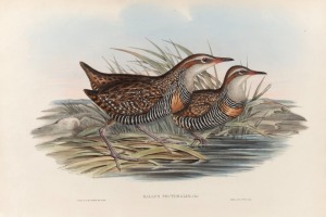 JOHN GOULD (1804-1881), six assorted birds, hand-coloured lithographs, three examples with descriptive page verso, sheet size approximately 37 x 54cm