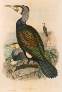 JOHN GOULD (1804-1881), six assorted birds, hand-coloured lithographs, three examples with descriptive page verso (note: one laid down on card), sheet size approximately 37 x 54cm