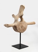 A whale bone vertebrae mounted on museum stand, 60cm high overall, 56cm wide
