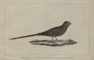 Two antique engravings: I.) Perruche A Taches Noires De Diemen, (La Perouse), II.) Patoo Patoo, (Cook's Voyages), the larger sight size ​​​​​​​29 x 43cm.