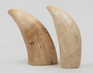 188 · Two impressive antique sperm whale teeth, both with cut down bases, from the Albany whaling station, W.A. and gifted to the current vendor, 15cm and 15.5cm high.