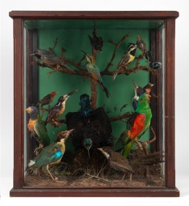 Taxidermied antique bird display in timber case, 19th century, 59cm high, 53cm wide, 30cm deep