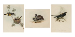 JOHN GOULD (1804-1881), I.) Meliphaga Longirostris (Long-Billed Honey-Eater), II.) Chaetura Macroptera (Long-Winged Swift), III.) Hemopodius&nbsp;Melanogaster, hand-coloured lithograph, descriptive pages verso, 40 x 39cm, 66 x 51cm each overall (approximately)