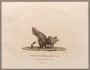 NOUVELLE-HOLLANDE: Kanguroo A Bandes, Peron, French antique coloured engraving, circa 1807, 23 x 30cm