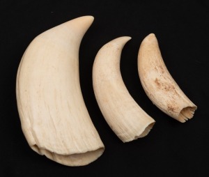 199 · Three sperm whale teeth, 19th/20th century, ​​​​​​​the largest 15.5cm high