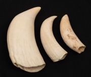 Three sperm whale teeth, 19th/20th century, ​​​​​​​the largest 15.5cm high