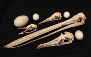 NATURAL HISTORY: A small assembly of ornithological specimens. (8 items).