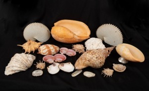 NATURAL HISTORY: A small of seashells including two paper nautilus shells, a conch shell, a triton's trumpet and several others. (20+ items).