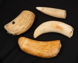 206 · Four assorted antique sperm whale teeth, one example cut, one holed as a tabua and the other two natural (the larger with damage to tip), the largest 14cm long