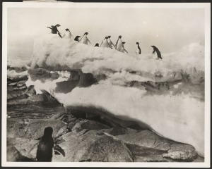 THE B.A.N.Z. ANTARCTIC EXPEDITION: Official original photograph by Captain Frank Hurley: Image B10 - Title: Antarctic Alpine Club, with official "MAWSON ANTARCTIC EXPEDITION" handstamp&nbsp;and release date "TUESDAY APR. 28, 1931" verso, together with the offi