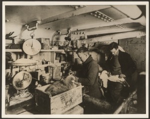 THE B.A.N.Z. ANTARCTIC EXPEDITION: Official original photograph by Captain Frank Hurley: Image A24 - Title: The "Bird-Cage" aboard The Discovery, with official "MAWSON ANTARCTIC EXPEDITION" handstamp&nbsp;and release date "TUESDAY APR.15, 1930" verso, together