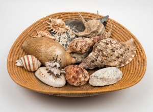 Assorted shells displayed in a hand-woven basket, including conch, pāua&nbsp;and baler shells, the basket 53cm wide