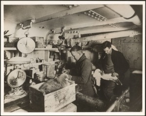 THE B.A.N.Z. ANTARCTIC EXPEDITION: Five official original photographs by Captain Frank Hurley [images A24/A51/A65/A67/B10], all with official "MAWSON ANTARCTIC EXPEDITION" hand-stamp&nbsp;and release dates&nbsp;verso, all but one&nbsp;also with the official letterhead, 