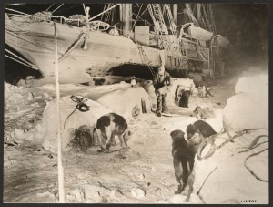 SHACKLETON'S IMPERIAL TRANS-ANTARCTIC EXPEDITION 1914-17: original silver gelatin photograph by Frank Hurley: "Their Greatest Friends - Feeding the Dogs in ice kennels", signed (twice) by Hurley, with Underwood & Underwood copyright handstamps;&nbsp;NOT RELEAS