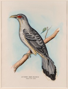 SILVESTER DIGGLES: Three c. 1870s mounted images, the largest 45 x 54cm overall, comprising&nbsp;'Magnificent Fruit Pigeon' hand-coloured engraving, 'Jardine's Harrier' lithograph, and 'Channel Bill Cuckoo' lithograph. (3 items)