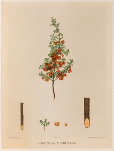 Two full page chromolithographic plates from The Forest Flora of South Australia by J.E.Brown circa 1880s: "Eremophila Alternifolia" and "DODONAEA MICROZYGA"; both approx. 49 x 37cm. (2).