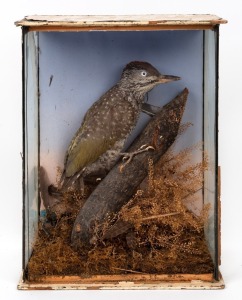 An antique taxidermied bird in a timber and glass display with cream painted finish, 19th/20th century, ​​​​​​​33cm high