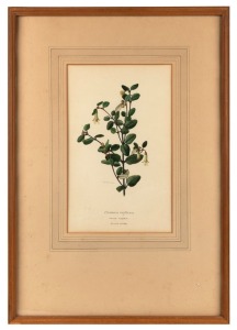 ELSIE MARGARET STONES (1920 - 2018), Correa reflexa (Native Fuchsia), ink and watercolour on paper, signed lower left "E. Margaret Stones", 27 x 16cm, 56.5 x 39.5cm overall