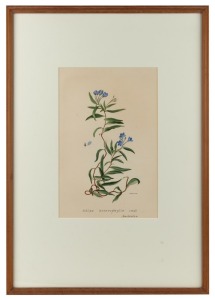 ELSIE MARGARET STONES (1920 - 2018), Sollya heterophylla Lindl. Australia, Ink and watercolour on paper, signed lower right&nbsp;"E. Margaret Stones", 27 x 16cm, 56.5 x 39.5cm overall