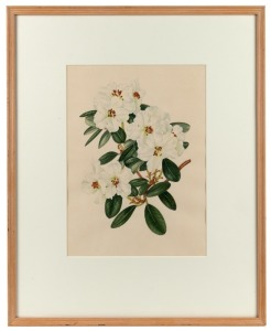 ELSIE MARGARET STONES (1920 - 2018), (Rhododendrons), ink and watercolour on paper, signed centre right "Margaret Stones", 25 x 19cm,&nbsp;47 x 38cm overall